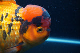 Giant Thai Oranda  Calico 8.5 Inch (ID#1227T13a-109)