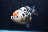 Jumbo Milk Cow Ranchu  Calico 4.5 Inch (ID#1210R9a-114)