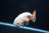 Milk Cow Ranchu  Calico 4 Inch (ID#1112R9a-52) Free2Day SHIPPING