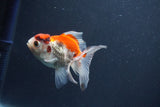 Juvenile Thai Oranda  Tricolor 3.5 Inch (ID#1015To13b-79) Free2Day SHIPPING