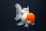 Thai Oranda  Red Cap 5.5 Inch (ID#830To13a-52) Free2Day SHIPPING