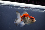 Juvenile Thai Oranda  Tricolor 3.5 Inch (ID#1015To13b-79) Free2Day SHIPPING