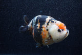 Jumbo Milk Cow Ranchu  Calico 4.5 Inch (ID#1210R9a-114)