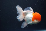 Thai Oranda  Red Cap 5.5 Inch (ID#830To13a-52) Free2Day SHIPPING