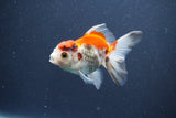 Juvenile Thai Oranda  Tricolor 3.5 Inch (ID#1015To13b-79) Free2Day SHIPPING