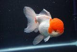 Thai Oranda  Red Cap 5.5 Inch (ID#830To13a-52) Free2Day SHIPPING