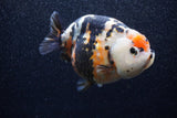 Jumbo Milk Cow Ranchu  Calico 4.5 Inch (ID#1210R9a-114)