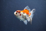 Juvenile Thai Oranda  Tricolor 3.5 Inch (ID#1015To13b-79) Free2Day SHIPPING