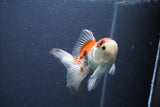 Juvenile Thai Oranda  Tricolor 3.5 Inch (ID#1015To13b-79) Free2Day SHIPPING