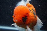 Giant Thai Oranda  Calico 7.5 Inch (ID#1231To13a-106)