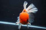 Giant Thai Oranda  Calico 7.5 Inch (ID#1231To13a-106)