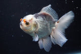 Thai Oranda  Panda 4.5 Inch (ID#920R12c-105) Free2Day SHIPPING