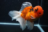 Giant Thai Oranda  Calico 7.5 Inch (ID#1231To13a-106)