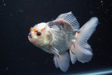 Thai Oranda  Panda 4.5 Inch (ID#920R12c-105) Free2Day SHIPPING