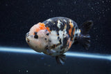 Jumbo Milk Cow Ranchu  Calico 4.5 Inch (ID#1206R9a-114)