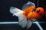 Giant Thai Oranda  Calico 7.5 Inch (ID#1231To13a-106)