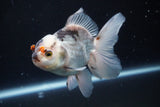 Thai Oranda  Panda 4.5 Inch (ID#920R12c-105) Free2Day SHIPPING