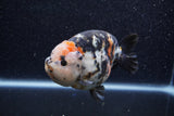 Jumbo Milk Cow Ranchu  Calico 4.5 Inch (ID#1206R9a-114)