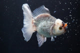 Thai Oranda  Panda 4.5 Inch (ID#920R12c-105) Free2Day SHIPPING