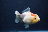 Yuan Bao Oranda  Calico 4 Inch (ID#1224Yb10b-59) Free2Day SHIPPING