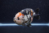 Jumbo Milk Cow Ranchu  Calico 4.5 Inch (ID#1206R9a-114)