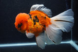 Giant Thai Oranda  Calico 7.5 Inch (ID#1231To13a-106)