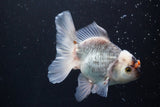 Thai Oranda  Panda 4.5 Inch (ID#920R12c-105) Free2Day SHIPPING