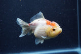 Yuan Bao Oranda  Calico 4 Inch (ID#1224Yb10b-59) Free2Day SHIPPING