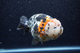 Jumbo Milk Cow Ranchu  Calico 4.5 Inch (ID#1206R9a-114)