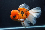 Giant Thai Oranda  Calico 7.5 Inch (ID#1231To13a-106)