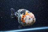 Jumbo Milk Cow Ranchu  Calico 4.5 Inch (ID#1206R9a-114)