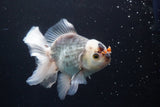 Thai Oranda  Panda 4.5 Inch (ID#920R12c-105) Free2Day SHIPPING