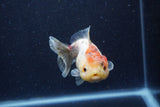 Yuan Bao Oranda  Calico 4 Inch (ID#1224Yb10b-59) Free2Day SHIPPING