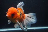 Giant Thai Oranda  Calico 7.5 Inch (ID#1231To13a-106)