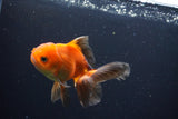 Juvenile Thai Oranda  Red Black 4 Inch (ID#1004To13b-92) Free2Day SHIPPING