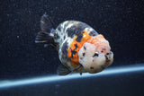 Jumbo Milk Cow Ranchu  Calico 4.5 Inch (ID#1206R9a-114)