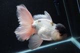 Thai Oranda  Panda 6.5 Inch (ID#404T6c-112)