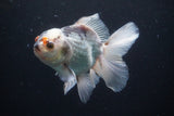 Thai Oranda  Panda 4.5 Inch (ID#920R12c-105) Free2Day SHIPPING