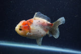 Yuan Bao Oranda  Calico 4 Inch (ID#1224Yb10b-59) Free2Day SHIPPING