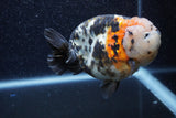 Jumbo Milk Cow Ranchu  Calico 4.5 Inch (ID#1206R9a-114)