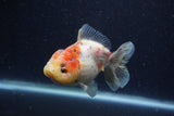 Yuan Bao Oranda  Calico 4 Inch (ID#1224Yb10b-59) Free2Day SHIPPING