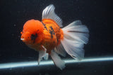 Giant Thai Oranda  Calico 7.5 Inch (ID#1231To13a-106)