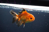 Juvenile Thai Oranda  Red Black 4 Inch (ID#1004To13b-92) Free2Day SHIPPING