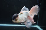 Thai Oranda  Panda 6.5 Inch (ID#404T6c-112)