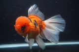 Giant Thai Oranda  Calico 7.5 Inch (ID#1231To13a-106)