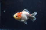 Yuan Bao Oranda  Calico 4 Inch (ID#1224Yb10b-59) Free2Day SHIPPING