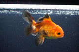 Juvenile Thai Oranda  Red Black 4 Inch (ID#1004To13bPT4-92) Free2Day SHIPPING