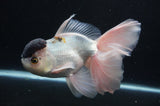 Thai Oranda  Panda 6.5 Inch (ID#404T6c-112)