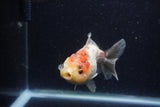 Yuan Bao Oranda  Calico 4 Inch (ID#1224Yb10b-59) Free2Day SHIPPING