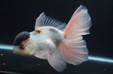 Thai Oranda  Panda 6.5 Inch (ID#404T6c-112)